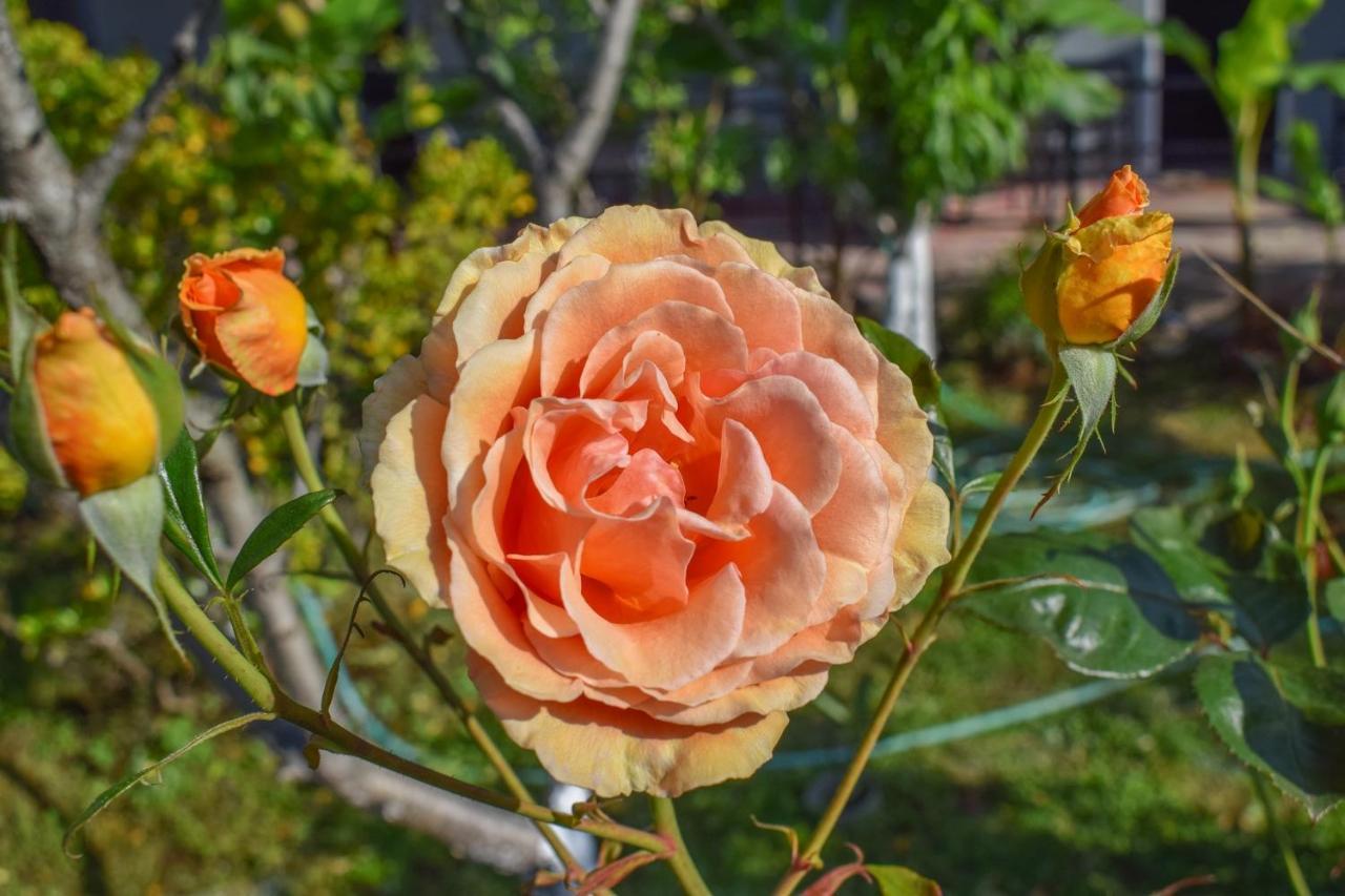 Rose Garden Mytikas (Epirus)