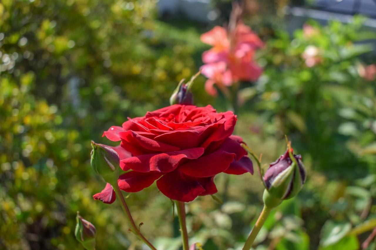 Aparthotel Rose Garden